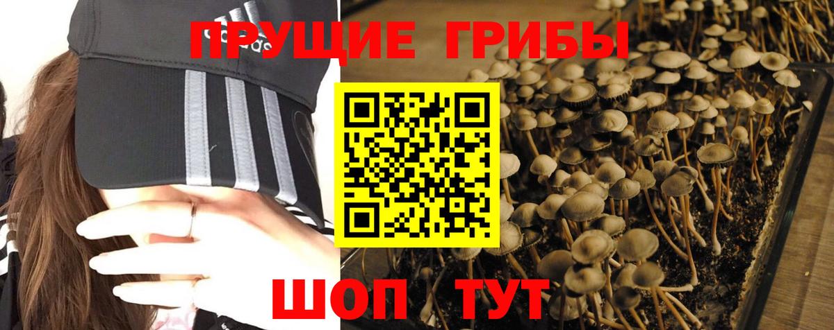 Лениногорск  Псилоцибиновые грибы прущие грибы  Вход с VPN 